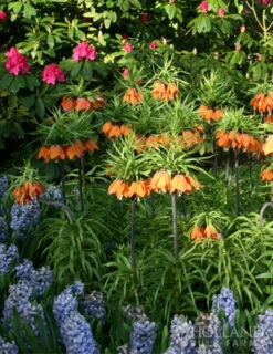 Menu Frantic For Fritillaria Collection -Holland Bulb Farms 87107 aurora orange fritillaria 2