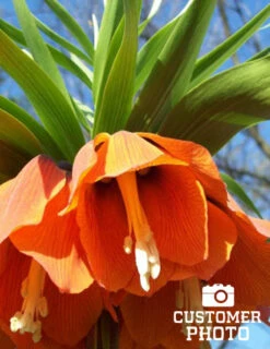 Menu Frantic For Fritillaria Collection -Holland Bulb Farms 87107 aurora orange fritillaria 4