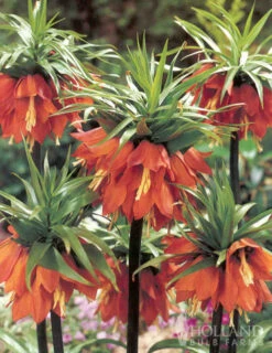 Menu Frantic For Fritillaria Collection -Holland Bulb Farms 87108 frantic for fritillaria collection 3