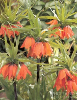 Menu Frantic For Fritillaria Collection -Holland Bulb Farms 87108 frantic for fritillaria collection 4