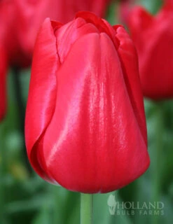 Menu Red, White And Blue Collection -Holland Bulb Farms 88103 seadov tulip 1