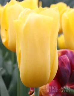 Menu 100 Blooms Of Red And Yellow Tulips Collection -Holland Bulb Farms 88104 jan van nes triumph tulip 2