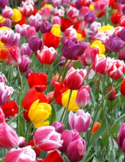 Menu 90 Days Of Spring Flowers Garden Kit -Holland Bulb Farms 88107 mixed triumph tulips 1