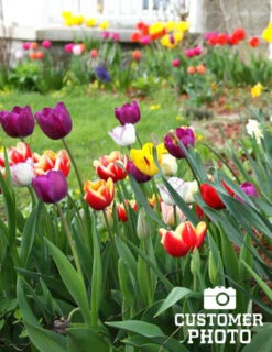 Menu 90 Days Of Spring Flowers Garden Kit -Holland Bulb Farms 88107 mixed triumph tulips 2 1