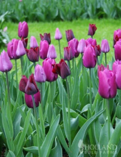 Menu Early Spring Tulip Collection -Holland Bulb Farms 88116 purple prince tulip 2 1