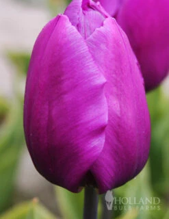 Menu 100 Blooms Of Purple And Pink Tulips Collection 27 Menu 100 Blooms Of Purple And Pink Tulips Collection -Holland Bulb Farms 88116 purple prince tulip 4