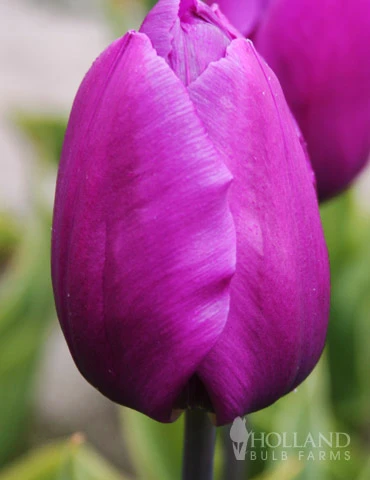 Menu 100 Blooms Of Purple And Pink Tulips Collection 12 Menu 100 Blooms Of Purple And Pink Tulips Collection - Image 11
