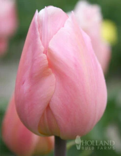 Holland Bulb Farms -Holland Bulb Farms 88117 new