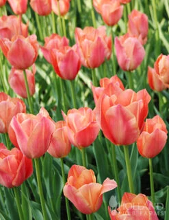 Menu Early Spring Tulip Collection -Holland Bulb Farms 88117 stunning apricot tulip 2