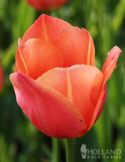 Menu Early Spring Tulip Collection -Holland Bulb Farms 88117 stunning apricot tulip