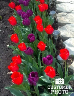 Menu 100 Blooms Of Red And Yellow Tulips Collection -Holland Bulb Farms 88122 red revival tulip 2