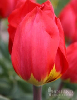 Menu 100 Blooms Of Red And Yellow Tulips Collection -Holland Bulb Farms 88122 red revival tulip