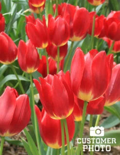 Menu 100 Blooms Of Red And Yellow Tulips Collection -Holland Bulb Farms 88122 red revival tulip 3