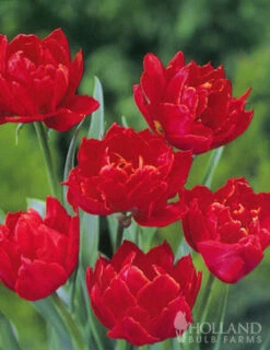 Menu Double Daffodil And Tulip Collection -Holland Bulb Farms 88123 miranda double early tulip 2