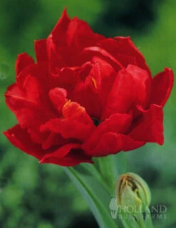 Menu Double Daffodil And Tulip Collection -Holland Bulb Farms 88123 miranda double early tulip