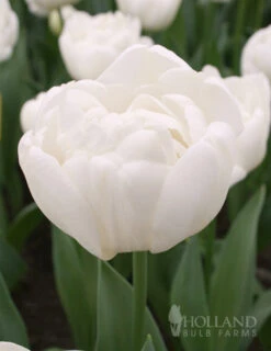 Menu Elegant Double Tulip Collection -Holland Bulb Farms 88126 mondial double early tulip