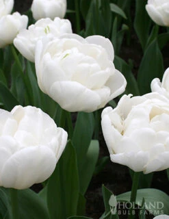 Menu Elegant Double Tulip Collection -Holland Bulb Farms 88126 mondial double early tulip 3