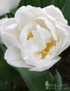 Menu Elegant Double Tulip Collection -Holland Bulb Farms 88126 mondial double early tulip 4
