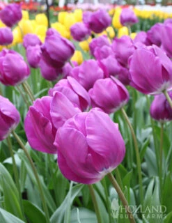 Menu Simple Spring Flowers Garden Collection 29 Menu Simple Spring Flowers Garden Collection -Holland Bulb Farms 88129 negrita triumph tulip 2