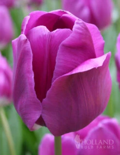 Menu Fairy Dust Hyacinth & Tulip Collection -Holland Bulb Farms 88129 negrita triumph tulip