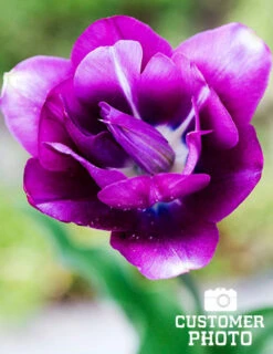 Menu Simple Spring Flowers Garden Collection 30 Menu Simple Spring Flowers Garden Collection -Holland Bulb Farms 88129 negrita triumph tulip 3