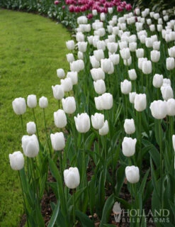 Menu Fairy Dust Hyacinth & Tulip Collection -Holland Bulb Farms 88138 pim fortuyn triumph tulip 2