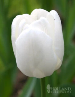 Menu Fairy Dust Hyacinth & Tulip Collection -Holland Bulb Farms 88138 pim fortuyn triumph tulip