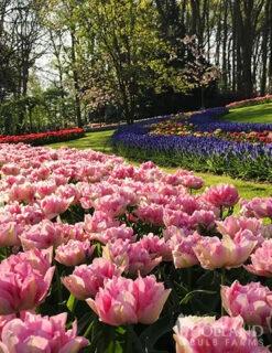 Menu Elegant Double Tulip Collection -Holland Bulb Farms 88146 double pink 2