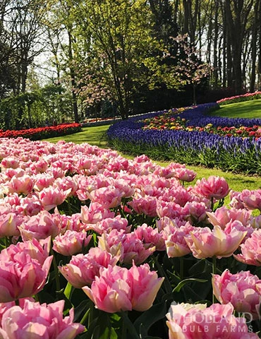 Menu 100 Blooms Of Purple And Pink Tulips Collection 15 Menu 100 Blooms Of Purple And Pink Tulips Collection - Image 14