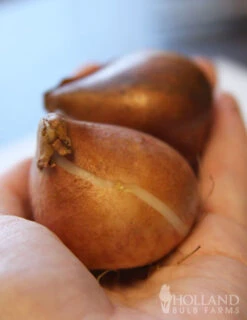 Menu Pink Tulip & Daffodil Collection -Holland Bulb Farms 88146 finola double late tulip 2 4