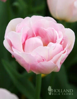 Menu Sweet As Angels Duo Collection -Holland Bulb Farms 88146 finola double late tulip