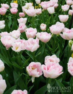 Menu Up & Up Double Tulip Collection -Holland Bulb Farms 88146 finola double late tulip 3 3