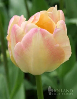 Menu Elegant Double Tulip Collection -Holland Bulb Farms 88147 creme upstar double late tulip
