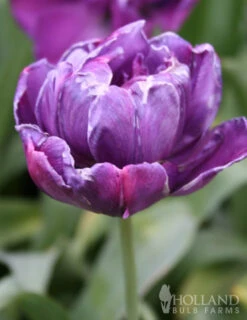Menu Unicorn Dreams Tulip Garden Collection -Holland Bulb Farms 88148 blue spectacle double early tulip 2