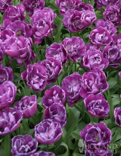 Menu Unicorn Dreams Tulip Garden Collection -Holland Bulb Farms 88148 blue spectacle double early tulip 3