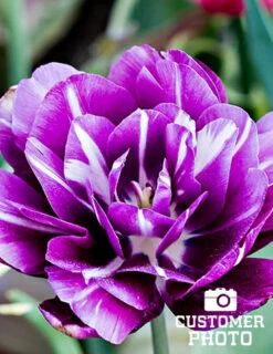 Menu Unicorn Dreams Tulip Garden Collection -Holland Bulb Farms 88148 blue spectacle double early tulip 5