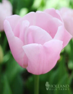 Menu Tulip Forcing Collection 12 Menu Tulip Forcing Collection -Holland Bulb Farms 88166 pink diamond single late tulip