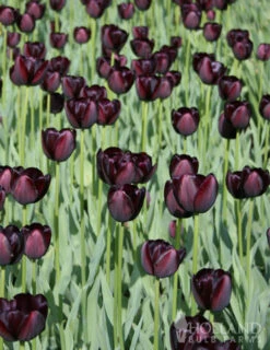 Menu Late Spring Flowers Garden Kit -Holland Bulb Farms 88167 queen of night single late black tulip 2