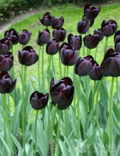 Menu Orange & Purple Tulip Collection -Holland Bulb Farms 88167 queen of night single late black tulip 3 4