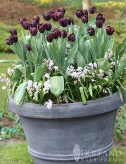 Menu Royalty Duo Collection -Holland Bulb Farms 88167 queen of night single late black tulip 4 2