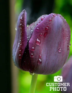 Menu Late Spring Flowers Garden Kit -Holland Bulb Farms 88167 queen of night single late black tulip 5