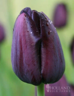 Menu Orange & Purple Tulip Collection -Holland Bulb Farms 88167 queen of night single late black tulip 8