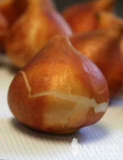 Menu Darwin Hybrid Tulip Collection -Holland Bulb Farms 88176 banja luka darwin hybrid tulip 3