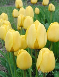 Menu Darwin Hybrid Tulip Collection -Holland Bulb Farms 88180 golden apeldoorn darwin hybrid tulip 2