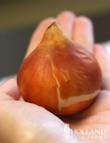 Menu Cotton Candy Tulip Collection 9 Menu Cotton Candy Tulip Collection - Image 7