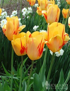 Menu Cotton Candy Tulip Collection 20 Menu Cotton Candy Tulip Collection -Holland Bulb Farms 88183 juliette darwin hybrid tulip 3