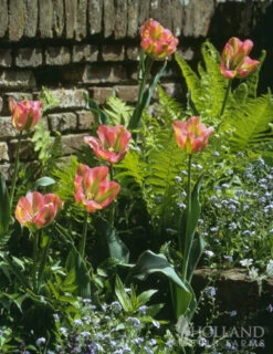 Menu Bloomin Bells Duo Collection 18 Menu Bloomin Bells Duo Collection -Holland Bulb Farms 88189 groenland green tulips 2