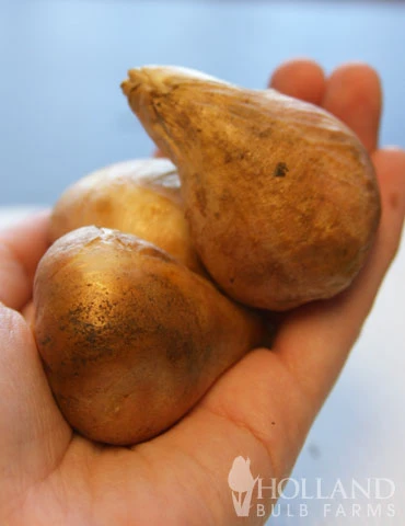 Menu Bloomin Bells Duo Collection 11 Menu Bloomin Bells Duo Collection - Image 9