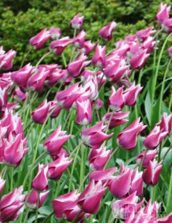 Menu Cheeriest Duo Collection -Holland Bulb Farms 88198 claudia lily flowering tulip 2