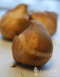 Menu Cheeriest Duo Collection -Holland Bulb Farms 88198 claudia lily flowering tulip 3